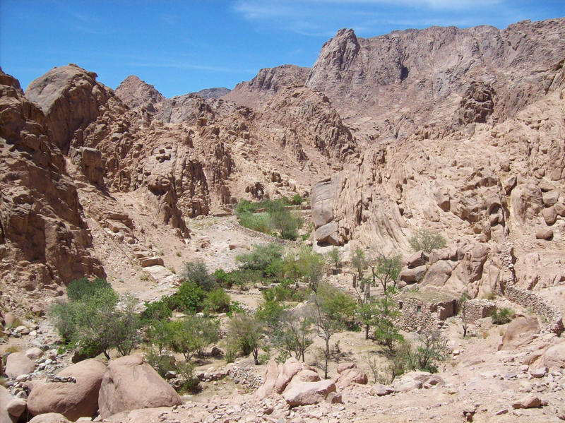 Figure 4 Orchard no. TUB O4 in Wadi Tubuq at average elevation 1,800 m ASL (the pointed summit of Gebel Mregfat in the background is at 2,180 m ASL). Photo by Sinai Peninsula Research (SPR), 19 June 2009. Figure 4 Orchard no. TUB O4 in Wadi Tubuq at average elevation 1,800 m ASL (the pointed summit of Gebel Mregfat in the background is at 2,180 m ASL). Photo by Sinai Peninsula Research (SPR), 19 June 2009.